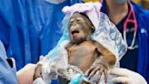 Baby orangutan born at Tampa’s Busch Gardens via C-section was a rare feat