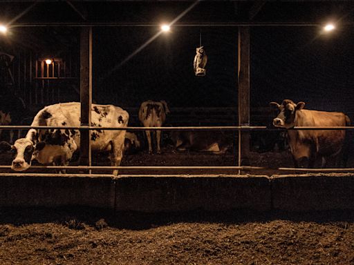 Rising bird flu in US cattle could be ‘dangerous’ step toward human outbreak