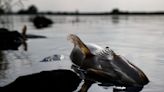 Fear for future after mass die-off of fish in Poland's Oder river