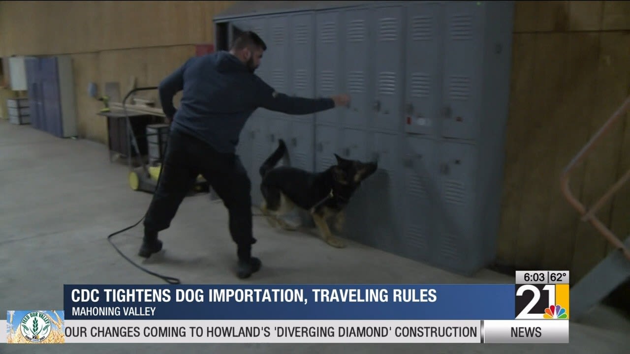 CDC tightens restrictions for importing and traveling dogs