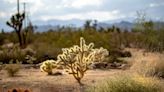 Head to Joshua Tree to buy these native plants before they're gone