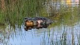 Jaws of death! Alligator snags turtle at Estero golf course for amazing photo opportunity