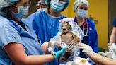 Baby orangutan born at Tampa’s Busch Gardens via C-section was a rare feat