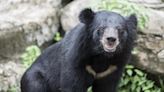 Dos policías heridos graves por un oso en Japón mientras buscaban a un desaparecido