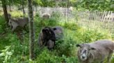 Governors Island puts sheep baaaack to work clearing invasive plants