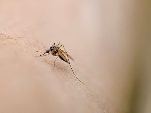 I'm a nurse - here's why mosquitoes bite you more often than others