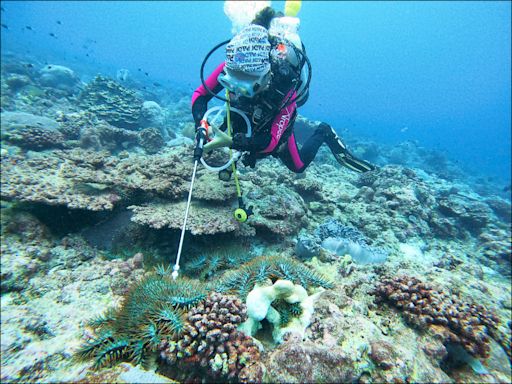 棘冠海星入侵 學者籲搶救東沙環礁