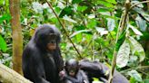 Los bonobos pueden ser tan violentos o más que los chimpancés