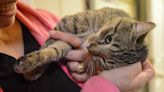 Cuddle kittens for money? Pet food company, animal shelter want to pay you $10K to love cats