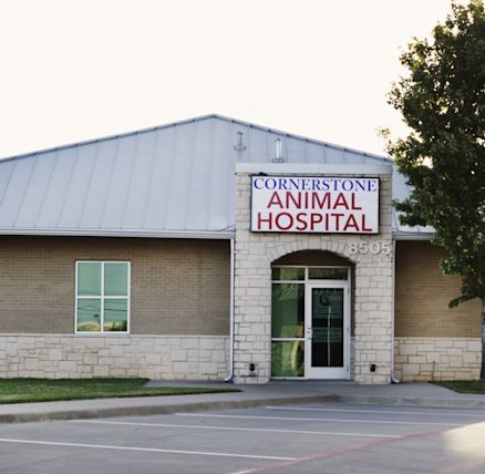 cornerstone animal hospital