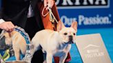 Winston the French Bulldog Wins Best in Show at the 2022 National Dog Show