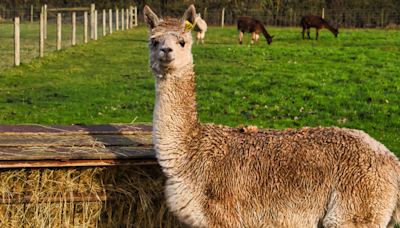 Moment Rescued Llama Finally Realizes She’s Safe at Sanctuary Is Making People Cry