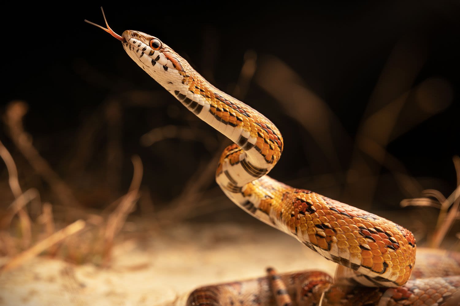 N.Y.C. Man Bitten by Snake He Found in His Bathtub While Trying to Flush It Down the Toilet