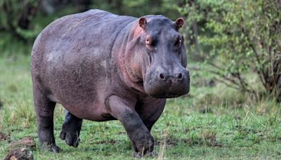 Hippopotamuses can become airborne for substantial periods of time, researchers discover