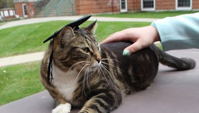 Cat roams university campus for 4 years, gets doctoral degree
