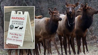 Children attacked, stomped at local park by aggressive cow elk, officials say