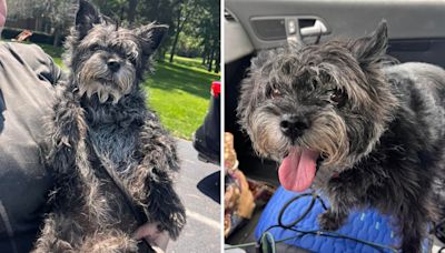 Cops find neglected senior dog, microchip reveals what she's been through