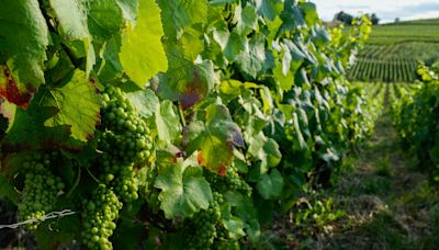 Sip history in a bottle: Explore the world of Champagne with a day trip from Paris