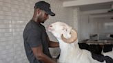 On Eid al-Adha, Senegal's star sheep are for luxury, not sacrifice