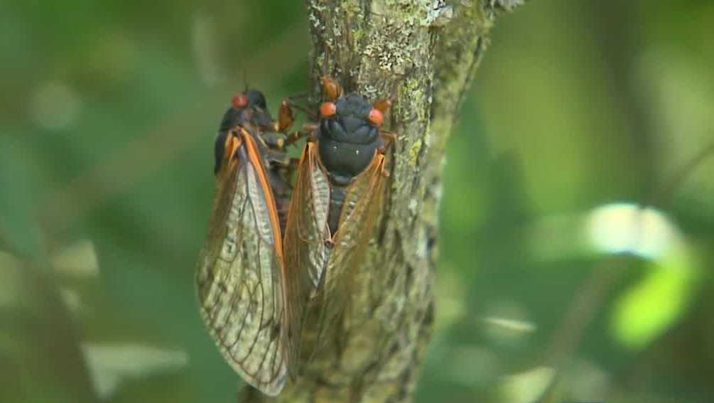 Wisconsin DNR issues warning for 'harvesting' cicadas