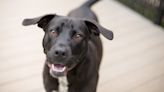 Shelter Dog Goes Directly From Kennel to Couch After Winning Heart of Volunteer