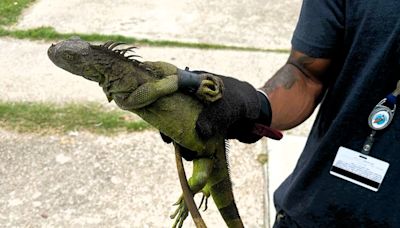 Iguanas with legs bound with electrical tape and zip ties found in Louisiana, Mississippi