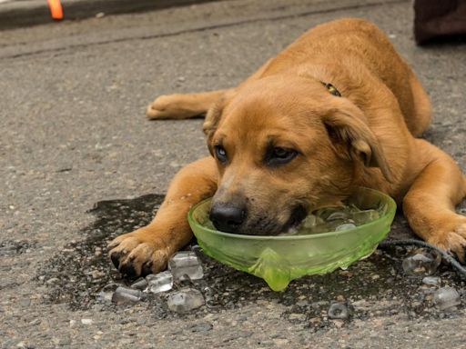 Can you give ice cubes to your dog in summer? PDSA vet nurse sets record straight