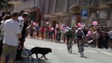 Un perro siembra el caos en la etapa del Giro y casi provoca un múltiple accidente