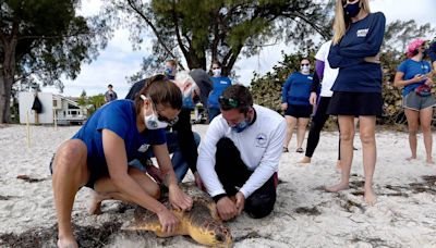 Are new lights on Anna Maria Island to blame for sea turtle death? Here’s what we found