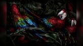 Is that a macaw or a runway model? Mario Testino turns his camera to wildlife in new photo exhibition