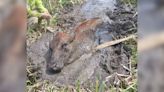 Watch as volunteers rescue Ruby the cow after she got stuck in Oregon mud for over a day