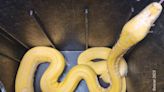 Captured albino python not the 'cat-eating monster' Oklahoma City community thought