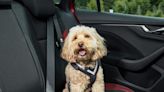 How to stay safe when travelling with pets this summer