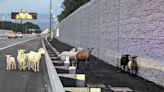 Goats seen on side of Interstate 64 in Chesapeake