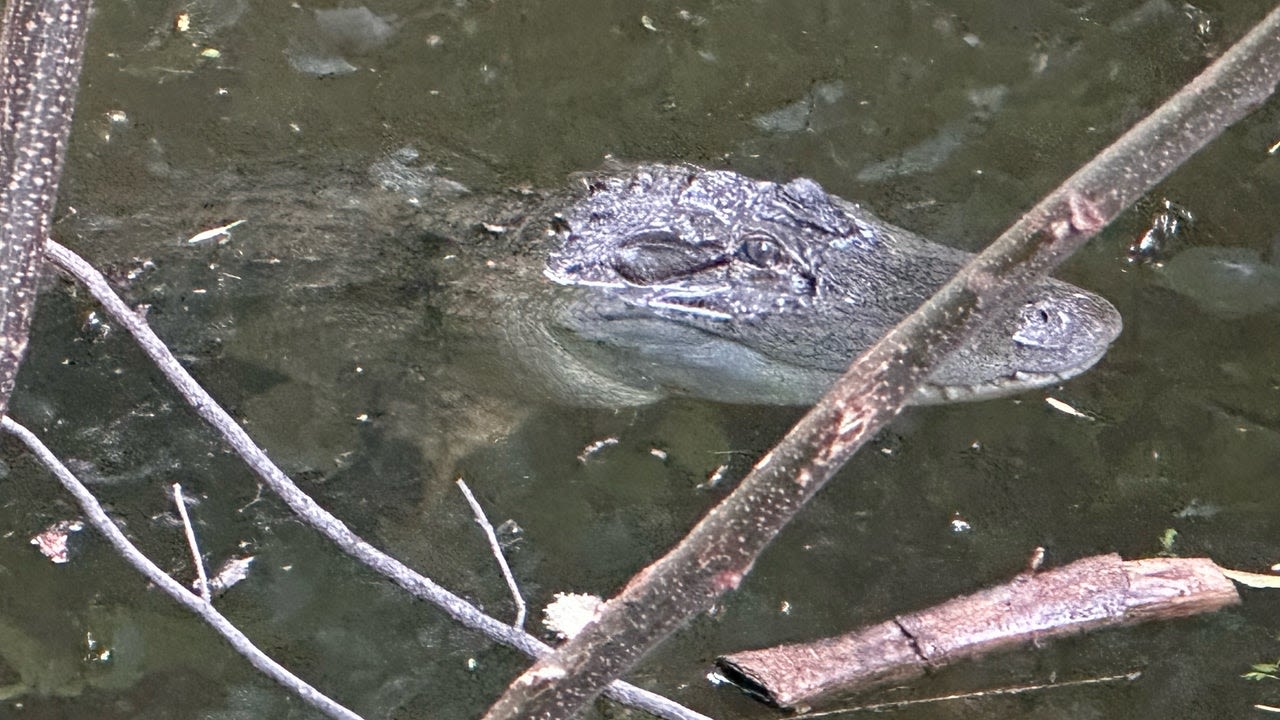 Alligator spotted in Coppell