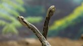 Hikers Capture Unbelievable Footage of Fighting Rattlesnakes