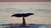 Young whale's journey highlights threats facing ocean animals
