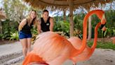 Discovery Cove’s new flamingo habitat is flamboyance of fun
