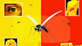 Infectious disease experts are concerned about a potential reemergence of yellow fever in the U.S. Do I need to worry?