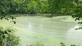 Officials: Toxic levels of algae bloom in Rubber Thread Pond in Easthampton
