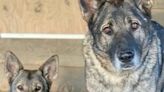 Woman claims hunter shot, beheaded and skinned her two German Shepherds