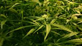 Cannabis factory found – in former police station