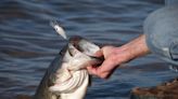 Grand Lake to host “Super Bowl of Bass Fishing”