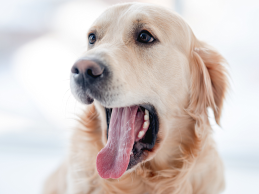 Golden Retriever's Face After Dog Dad Does Magic Trick Is So Pure