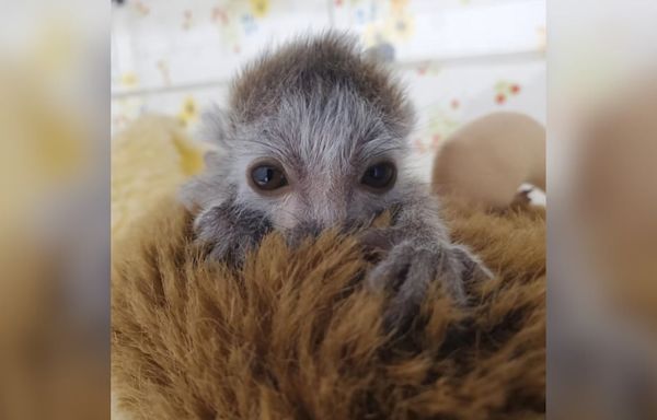 ‘Heartbroken’: Endangered lemur dies at zoo just days after being born