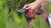 Tiny turtles released into the wild by N.J. kindergarteners helping save a species