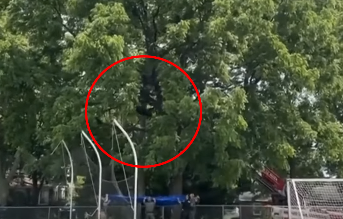 Watch a tranquilized bear in a tree flop into a tarp