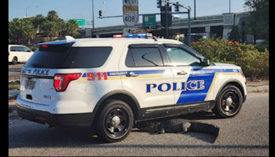 Goofy alligator crawls into Florida road, snuggles responding police car, photo shows