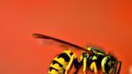 Keep Pesky Wasps at Bay Using These 8 DIY Hacks