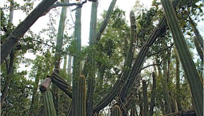 In a first, sea rise kills off a Florida Keys species. Scientists fear it won’t be the last